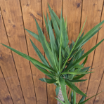 Juka obrovská (Yucca elephantipes) - výška 110 cm, kont.C5L -TROJKMEŇ